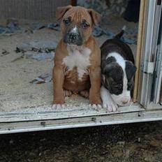 Amerikansk staffordshire terrier Kobe *R.I.P*