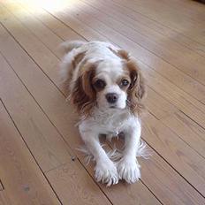 Cavalier king charles spaniel Cavallino´s Ginny