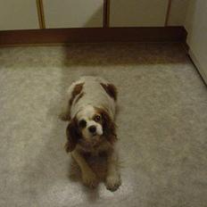 Cavalier king charles spaniel Cavallino´s Ginny