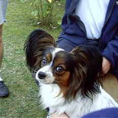 Papillon Lucky Dog Unibella of Evi