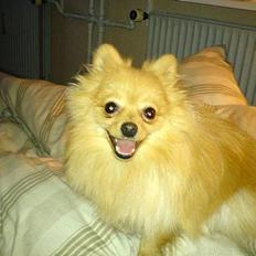 Pomeranian Pjuske