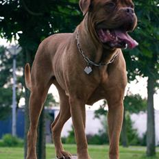 Dogue de bordeaux France Charme Chili