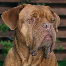 Dogue de bordeaux France Charme Chili