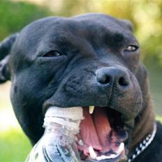 Staffordshire bull terrier Westlund Stacia