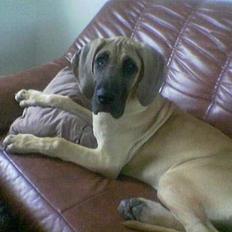 Grand danois Ringo star quit dreamer 