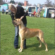 Grand danois Ringo star quit dreamer 