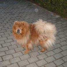 Chow chow Misha † RIP †