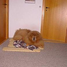 Chow chow Misha † RIP †