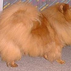 Chow chow Misha † RIP †