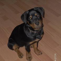 Rottweiler Sally