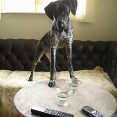 Blanding af racer Gaia