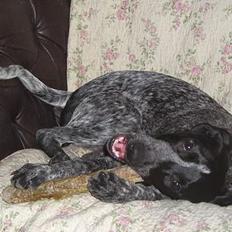 Blanding af racer Gaia