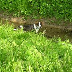 Blanding af racer Zeus