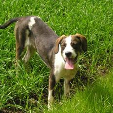 Blanding af racer Zeus