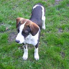 Blanding af racer Zeus