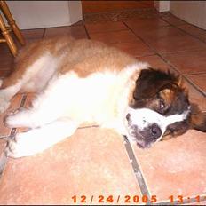 Sankt bernhardshund ~Aslan~