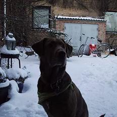 Labrador retriever Tilde