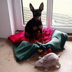 Dvaergpinscher Sativa