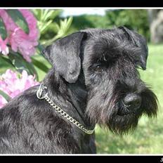 Dvaergschnauzer Coelio's Evita - Tikki