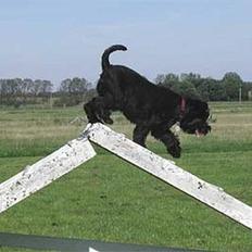 Dvaergschnauzer Coelio's Evita - Tikki