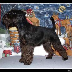 Dvaergschnauzer Sváva's Bioccolo - Tarzan