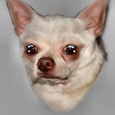 Chihuahua DKCH, KLBCH Chico