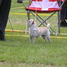 Chihuahua DKCH, KLBCH Chico