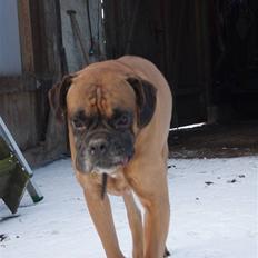 Boxer Lukas * Død*