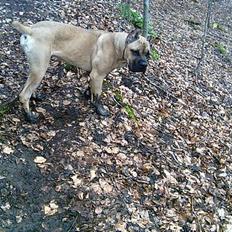 Cane corso Z Mazurskiego Edenu Zulus