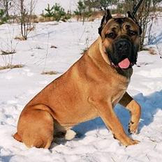 Cane corso Z Mazurskiego Edenu Zulus
