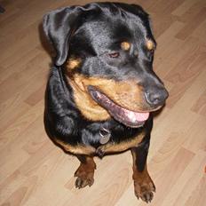 Rottweiler Brutus