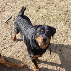 Rottweiler Brutus