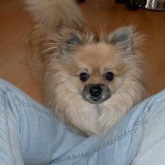 Pomeranian Buller