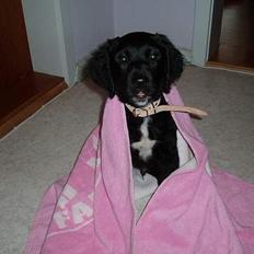 Blanding af racer Malthe (død)