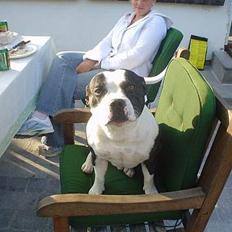 Staffordshire bull terrier carlos