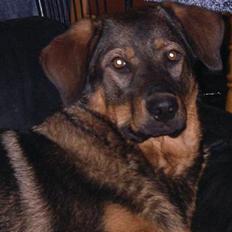 Blanding af racer Rottweiler/ Schæfer King