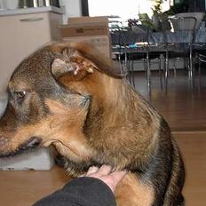 Blanding af racer Rottweiler/ Schæfer King
