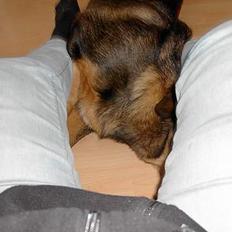 Blanding af racer Rottweiler/ Schæfer King