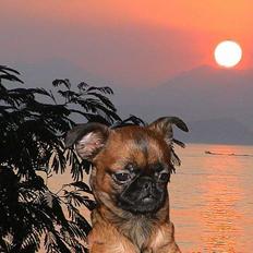 Griffon petit brabancon Perle