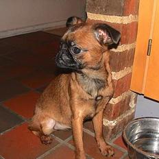 Griffon petit brabancon Perle