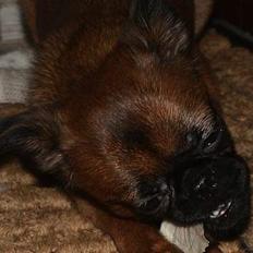 Griffon petit brabancon Perle