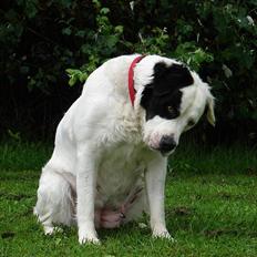 Blanding af racer Emma* himmelhund*