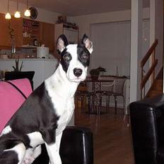 Blanding af racer Zack himmelhund <3