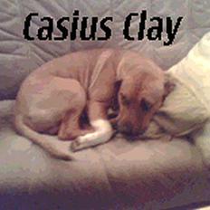 Blanding af racer Casius Clay# Død #