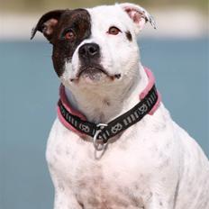 Staffordshire bull terrier Jeanty's staff Mira