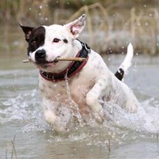 Staffordshire bull terrier Jeanty's staff Mira