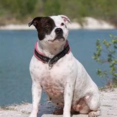 Staffordshire bull terrier Jeanty's staff Mira