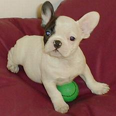 Fransk bulldog Ludvig