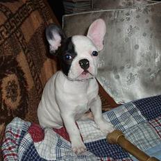 Fransk bulldog Ludvig