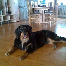 Blanding af racer Basse R.I.P